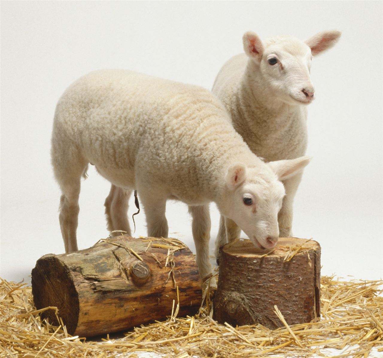 羊群中必定有一只领头羊，它是怎么来的？是天生还是人工培养的？