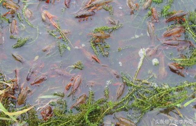 淡水小龙虾养殖技术的难点学习，小龙虾养殖池塘设计图