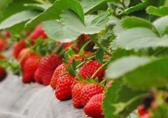 草莓种植技术大全及日常管理,草莓种子什么时候播种好病虫害防治