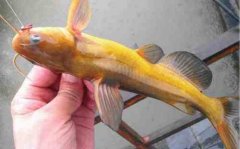 黄颡鱼是一种怎样的鱼类不适合什么人吃？黄颡鱼烂皮怎么治疗？