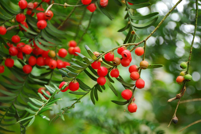 红豆杉价格行情几年开花结果果实能吃吗 红豆杉与南方红豆杉区别(2)