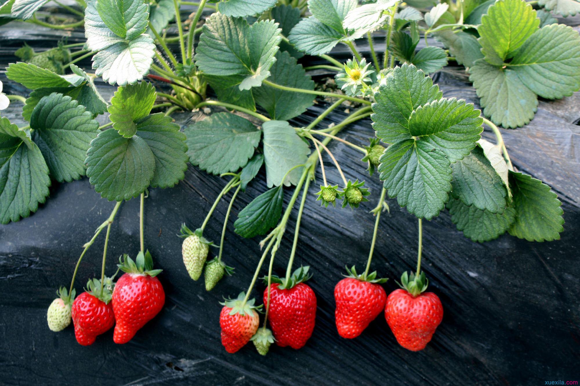 草莓种植知识（草莓种植科普）
