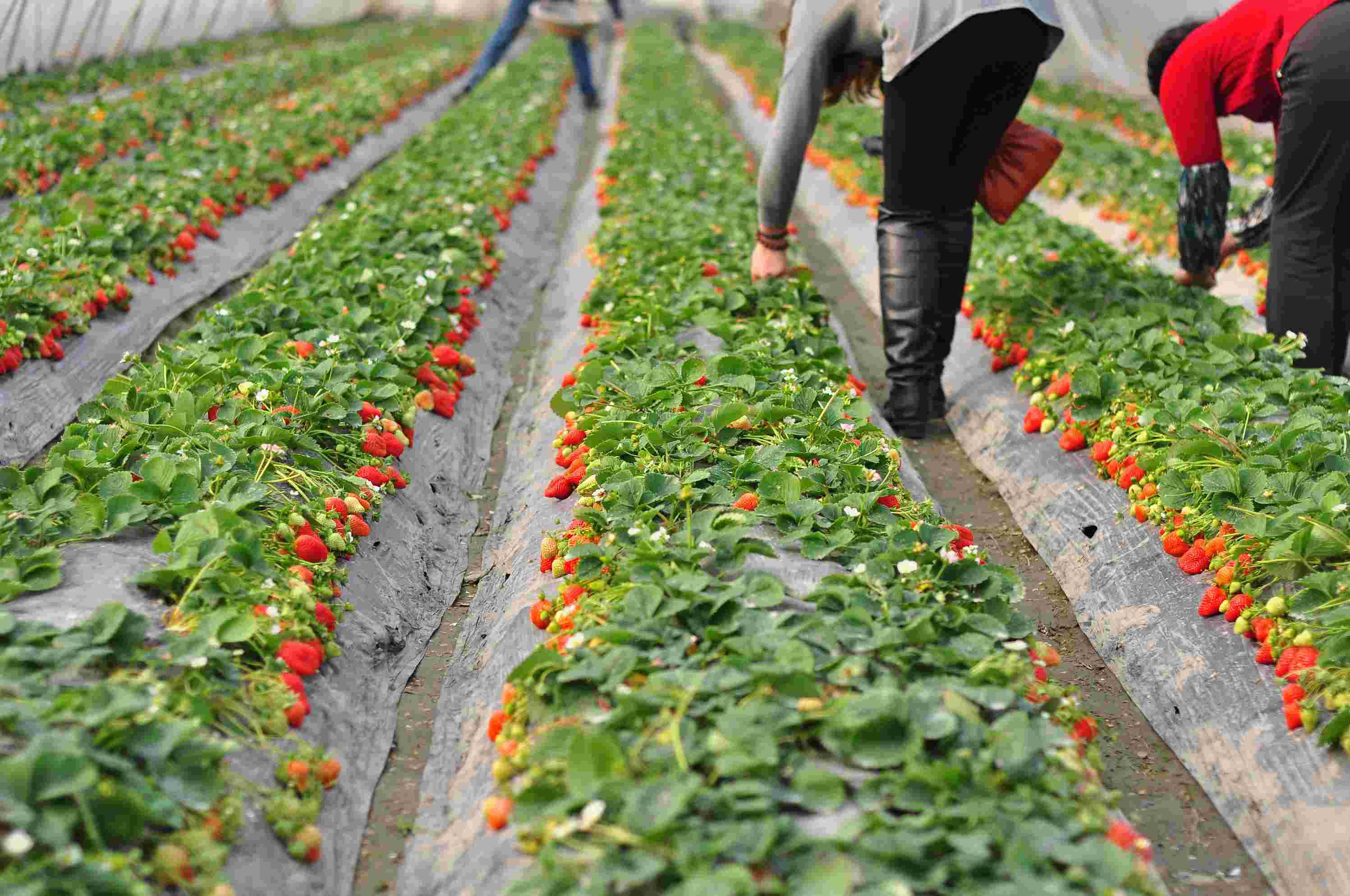 草莓种植需要哪些条件种植方法及时间 大棚草莓种植技术与管理(2)