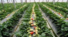 草莓种植时间几月份种植方法和技术 种