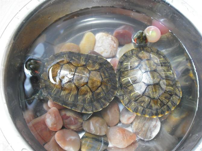 巴西龟怎么养放多少水?养巴西龟的水位图解及夏季养护