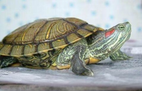 野生大乌龟的图片 (野生大乌龟的养护技巧和方法)