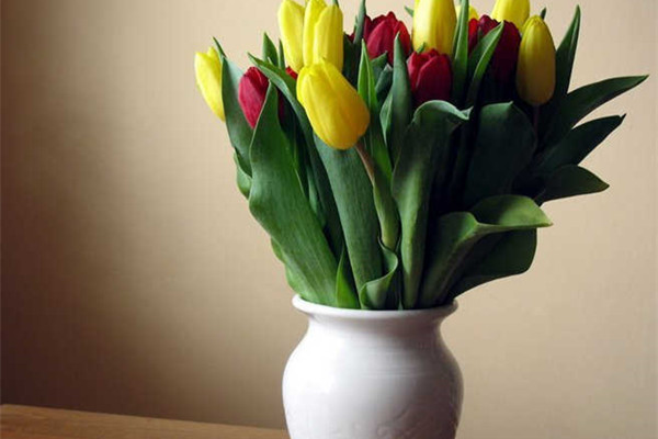 郁金香代表什么意思不同颜色的郁金香的花语是什么适合送给谁
