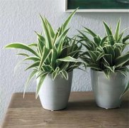 室内吸甲醛最好的植物排名 适合新房去除甲醛效果最好的六种植物
