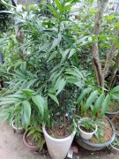 长寿竹怎么繁殖 长寿竹常见的繁殖方法主要有这几种