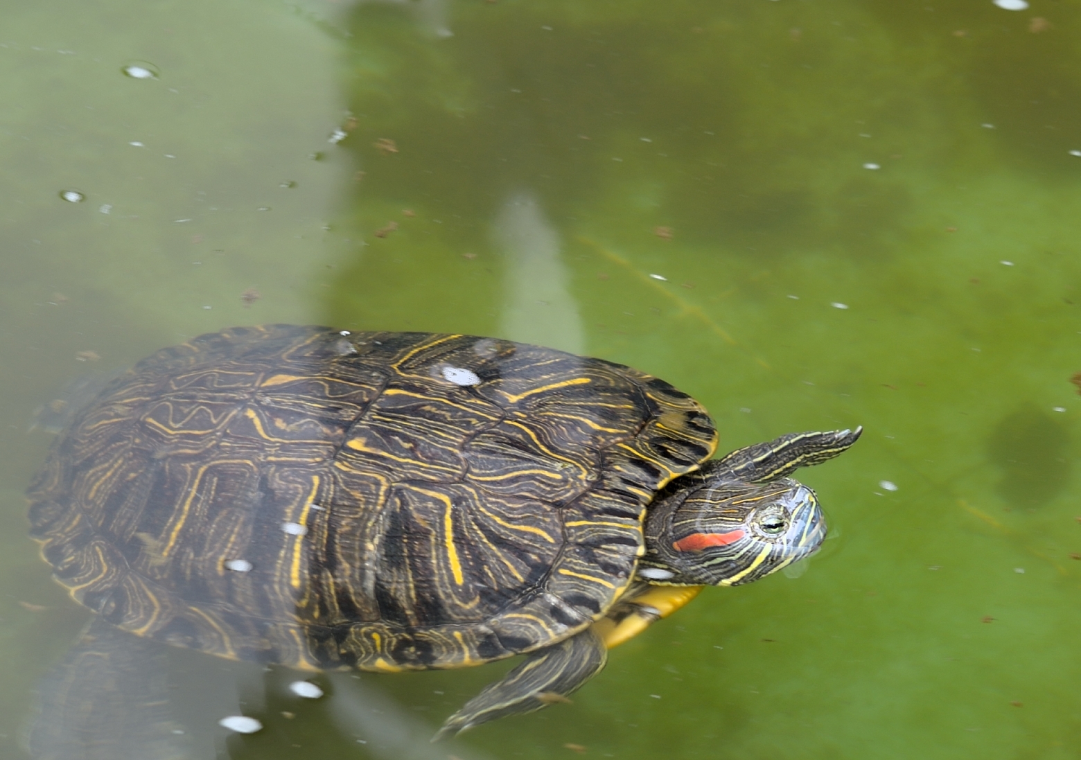 1000 多张免费的“乌龟”和“自然”照片 - Pixabay