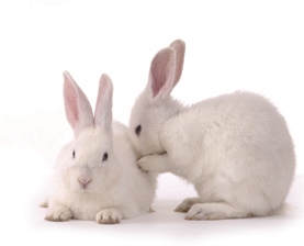 宠物兔子能活多久?宠物兔寿命