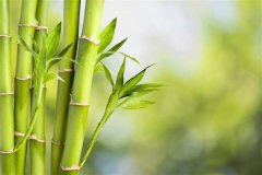 竹子什么季节种植最好？盆栽竹子的修